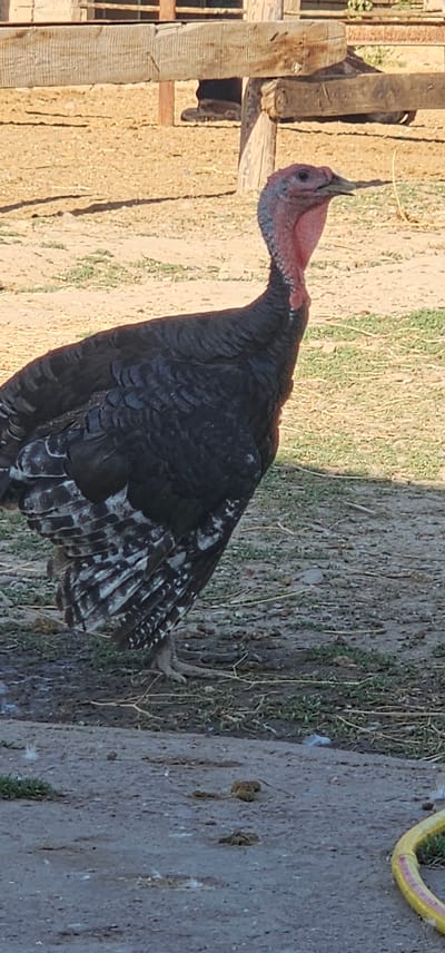 A turkey stands on a dirt and grass-covered ground in front of a wooden fence. The turkey is predominantly black with some white and gray markings on its wings. Its neck and head are a reddish-pink color, with some bluish-gray speckling on the neck. The turkey's beak is light colored. In the background, the wooden fence appears weathered and is constructed from rough-hewn planks and posts. The ground in front of the fence is a mix of dry dirt and sparse green grass. The overall environment suggests an outdoor farm or rural setting. There is a yellow hose visible in the bottom right corner of the image.