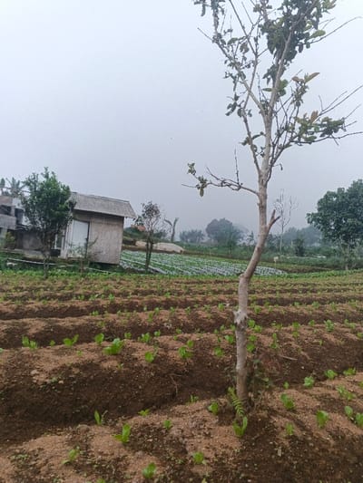 The image depicts an agricultural field in the city of Banteay Srei, Cambodia, under an overcast or hazy sky. In the immediate right foreground, a slender deciduous tree with light-colored bark and sparse green foliage stands vertically. The ground comprises cultivated rows of dark brown soil, forming distinct mounds and furrows, populated by numerous small green leafy seedlings arranged in linear patterns. To the left midground, a small, single-story, light-colored utility building with a corrugated metal roof is visible, featuring a dark, rectangular opening on its visible side. Adjacent structures are partially obscured behind it. Further into the midground, additional cultivated fields are visible, some covered with rows of dark plastic sheeting interspersed with green plants. The distant background is characterized by a hazy, light-gray sky obscuring the horizon and a line of muted green trees, including some palm-like silhouettes. No individuals are present in the scene, and no discernible actions or interactions are occurring. The environment suggests an active farming area during daytime with low visibility conditions.