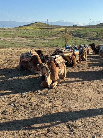 The scene depicts an outdoor setting in Lalla Takarkoust, Morocco. Seven dromedary camels are observed resting on dry, light brown soil, oriented from the foreground towards the midground. Each camel is equipped with a patterned saddle and colorful blankets. The camel closest to the viewer, light brown in coloration, has a blue and white rope attached to its muzzle, with the rope extending forward onto the ground. Long shadows are cast from left to right across the ground, indicating direct sunlight. No individuals are present in the frame. Beyond the camels, the terrain consists of undulating green hills with patches of yellow flowering plants and scattered small trees. A metal lattice power pylon stands on a central hill. In the distant background, a range of snow-capped mountains is visible beneath a clear blue sky.