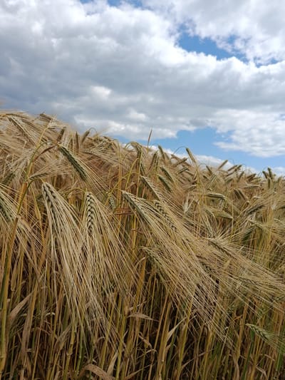 The image shows a close-up, eye-level view of a field of ripe barley crops in Mala Smilianka, Ukraine. The barley stalks are a golden-brown color, indicating readiness for harvest, and some are leaning to the right, suggesting a gentle breeze. A few green barley heads are interspersed among the ripe ones. The background consists of a partly cloudy sky with patches of blue visible. The lighting suggests it is daytime, possibly late morning or early afternoon, under a diffused sun. There are no people or animals present in the frame. The environment is natural, agricultural land.