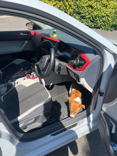 A white car's interior is partially visible, with the driver's side door open. The dashboard has grey and red accents, and a black steering wheel sits in the center. A brown and white dog is lying down on the floor of the car between the driver seat and dashboard, facing toward the open door. Sunlight streams in through the open car door and roof.