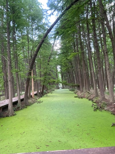 The image depicts a scenic view of the Thousand Island Landscape in Xinghua, China. A body of water is densely covered with bright green algae or duckweed. Tall, thin trees line the edge of the water, their bare trunks forming a linear pattern that recedes into the distance. Some trees have lower branches arching over the water. A wooden walkway borders the water's edge, partially visible on either side of the frame. The sky is overcast, casting a soft, diffused light over the scene. There are no people visible.