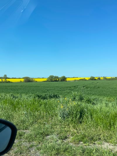 The image presents a vibrant rural landscape, captured from a vehicle, showcasing expansive agricultural fields under a clear blue sky.
The upper portion of the frame is dominated by a vast, unblemished blue sky, indicating bright, sunny weather during daytime. Several thin, dark power lines or telephone wires are visible horizontally across the sky, just above the horizon line.
Below the sky, a striking field of vivid yellow crops, characteristic of rapeseed or canola, stretches across the mid-ground, extending towards the horizon. A line of green trees and bushes forms a natural separation along parts of this yellow field.
In the foreground, a lush green field of grass or young crops occupies the lower half of the image. This field displays varied textures and shades of green, with small scattered yellow flowers visible throughout. A dirt path or track runs along the right edge of this green area.
The presence of a faint, curved reflection on a car window in the upper left corner and a portion of a black car's side mirror in the lower right corner indicates the image was taken from inside a vehicle, likely in motion.
The scene depicts open, cultivated farmland, typical of the countryside in Yastrebovo, Bulgaria. No people or specific activities are shown, and there is no visible text.