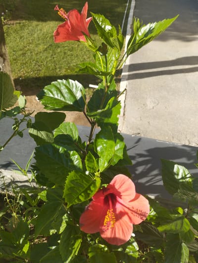 A close-up shot captures a vibrant hibiscus plant with several red and coral-colored flowers in bloom. The plant is situated in a garden, with lush green grass and foliage visible in the background. The foreground shows the intricately detailed petals and stamen of the hibiscus flowers. The lighting suggests it is daytime, with sunlight casting shadows on the paved area behind the plant. The image does not contain any people or explicit signs of urban life.
