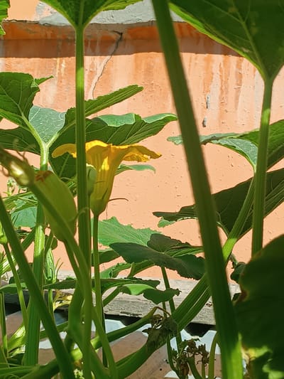 In Uchqo'rg'on, Uzbekistan, a close-up shot focuses on the vibrant yellow blossom of a plant, likely a squash or pumpkin, amidst lush green foliage. The flower, with its delicate petals unfurling, is prominently positioned on the left side of the frame. To its left, a developing green fruit is partially visible. The plant's thick, ribbed stems and large, textured leaves create a dense canopy, partially obscuring the background. The background consists of an orange, weathered wall with a rough, textured surface and subtle cracks, suggesting an outdoor environment. Sunlight casts shadows on the leaves and stems, highlighting the plant's organic forms. The scene is a snapshot of nature's growth, capturing a fleeting moment in the plant's life cycle within an urban context.