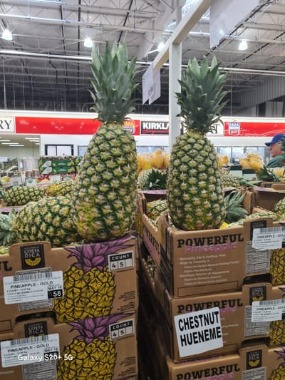 In Wilsonville, United States of America, a close-up, eye-level shot captures a display of pineapples at a retail establishment, likely a grocery store. Two prominent pineapples, a large one in the center and another to its left, are the primary subjects. Both are green with spiky tops and textured exteriors. They are positioned in front of cardboard boxes filled with more pineapples. The boxes are marked with branding that includes "HARVESTED IN COSTA RICA" and "POWERFUL Pineapple." Some boxes also display "COUNT 4 5" and nutritional information. In the background, shelves are visible, stocked with more produce, including what appears to be bags of lemons or similar yellow fruit. Above, the store's ceiling structure, industrial lighting, and overhead signs are apparent, one of which partially reads "KIRKLAND SIGNATURE." A man wearing a blue baseball cap is partially visible in the far right background, facing away from the camera. The overall environment suggests an indoor marketplace or warehouse setting.