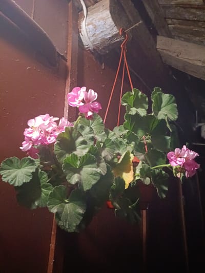 A hanging basket of pink geraniums is suspended from a wooden beam. The basket is made of plastic and has orange cords for hanging. The plant has abundant green leaves and clusters of pink flowers. The background consists of a dark red, possibly wooden, surface and a weathered wooden beam with some visible nails. The scene appears to be outdoors, potentially in Litynia, Ukraine, given the context provided.