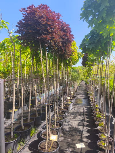 The image depicts a tree nursery in Zimnyaya Gorka, Russia. Rows of young trees in black plastic pots line both sides of a pathway. The trees have thin, bare trunks and varying foliage colors, including deep red and green. Metal wires and poles run along the rows, likely for support. Price tags are visible on some of the pots. The ground appears to be covered in a black weed barrier. The sky is clear and blue. The lighting is bright, suggesting a sunny day. There are no people visible in the image.