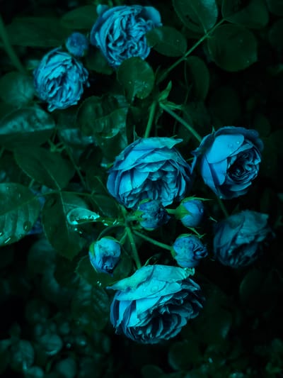 The image displays a close-up, top-down view of several blue roses on a bush. The roses are wet, with visible water droplets on their petals. The lighting is dim, creating a moody atmosphere with deep shadows. The background consists of dark green leaves and is largely out of focus. The scene appears to be in a garden or natural setting. There are no people or visible structures in the image. The location within Chermen, Russia is not discernible from the visual information provided.