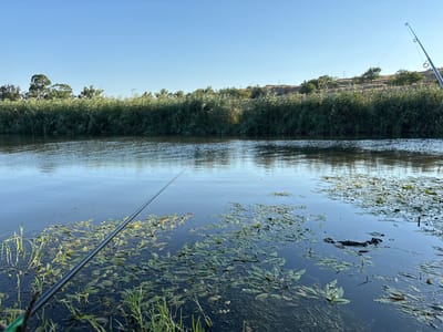 An outdoor wide shot captures a calm, sunlit riverbank scene, likely near Tenevo, Bulgaria, given the context. In the foreground, a dark fishing rod extends diagonally across the frame from the lower left, angled towards the water. The rod is positioned low, close to the viewer's perspective. The river's surface is dark and reflects the clear, pale blue sky, with ripples subtly disturbing the water. Patches of aquatic vegetation, primarily lily pads and submerged grasses, are scattered across the water, particularly in the mid-ground and towards the right. A few slender reeds or tall grasses emerge from the water near the left bank, adding texture to the immediate foreground.
Across the river, a dense wall of tall green reeds forms the bank, with sparse trees and dry, rolling hills visible in the background under the bright sky. The sunlight illuminates the reeds, highlighting their texture and creating subtle shadows. A faint, reddish-orange fishing float is visible on the water's surface in the upper mid-ground, indicating an active fishing setup. The overall atmosphere is tranquil and natural, suggesting a peaceful day spent by the water.