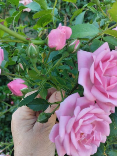 In Novoselivka, Ukraine, a close-up shot focuses on a cluster of pink roses and buds. A person's hand, with visible skin texture and some age spots, is positioned in the lower left quadrant, gently holding a rose stem. The hand's fingers are not fully visible. Green leaves and thorny stems form the background, suggesting a garden setting. The lighting is soft and natural, highlighting the delicate petals of the roses. The image appears to be taken outdoors during the daytime.