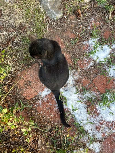 An overhead shot captures a black cat sitting on a patch of reddish-brown bricks. The cat is facing away from the camera, with its head turned to the left, revealing one of its ears. Scattered around the bricks are small clumps of white material, possibly salt or ice melt, and patches of dry grass and pinecones. Some green grass sprouts up between the bricks and the white material. The ground is uneven, suggesting an outdoor setting like a garden or yard. The scene appears to be located in Tordera, Spain.