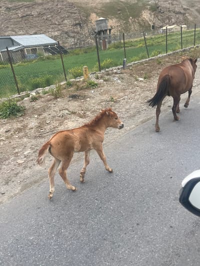 In Muradbagh, India, a brown mare walks on an asphalt road, followed by her foal. The foal, also brown, walks ahead of its mother. The road is bordered by a rocky slope on the left and a fenced field on the right. The field contains green grass and a small building with a silver roof. In the background, a water tank and several other buildings are visible on the slope. A white car's side mirror is visible in the bottom right corner.