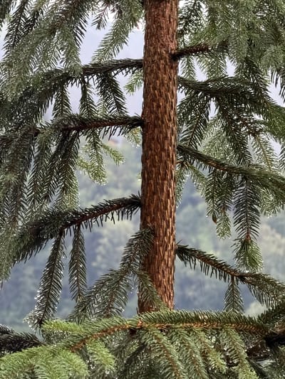 The image shows a close-up of a pine tree trunk and branches covered in water droplets, suggesting it is raining or has recently rained. The tree is an evergreen with dense, needle-like leaves. The background is out of focus and shows a blurry, green landscape with a cloudy sky. The scene appears to be in a natural environment, possibly a forest or park. There are no people or specific man-made objects visible in the image. The overall impression is one of nature after a rainfall.