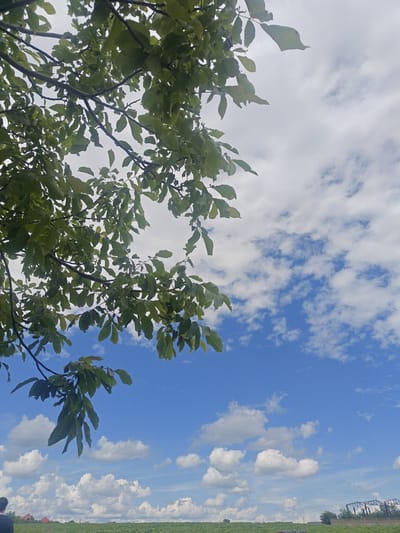 The image depicts a landscape with a bright blue sky filled with fluffy white clouds. In the foreground, the branches and green leaves of a tree extend into the frame from the left side. The middle ground shows a flat green field stretching across the horizon. In the distance, there are hints of buildings, including red-roofed houses and what appears to be industrial structures or scaffolding on the far right. A person, seen from the back and shoulders, is standing on the left edge of the frame, facing towards the field. The overall scene suggests an outdoor environment, likely in a rural or semi-rural area.