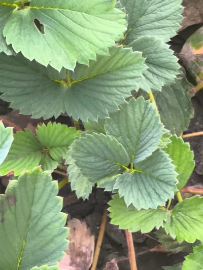 A close-up, top-down view captures a cluster of vibrant green strawberry plant leaves, some showing signs of minor wear such as small holes or slightly discolored edges. The leaves are characterized by their serrated margins and prominent veins. The background consists of dark soil interspersed with scattered dry leaves and thin, reddish-brown stems from the plants. The scene is situated outdoors, suggesting a garden or natural setting, potentially in or around Dobrogea Veche, Moldova. No people or animals are visible in the frame.