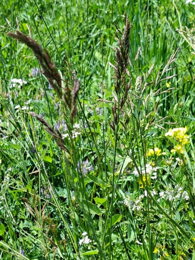 A close-up, eye-level shot captures a dense field of green grass and wildflowers in Toguz-Bulak, Kyrgyzstan. The foreground is dominated by tall, thin blades of grass with prominent seed heads, some appearing reddish-brown and feathery, others pale and slender. Interspersed within the grasses are small white wildflowers with delicate petals and clusters of yellow flowers. In the mid-ground, patches of purple wildflowers are visible, adding subtle color to the verdant scene. The background is a soft blur of more green foliage, suggesting a natural, untamed environment. The lighting is bright, indicating it is likely daytime. There are no people or animals visible in the frame.