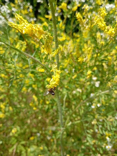 A bee is positioned on a cluster of small yellow flowers, its body angled downwards and its wings slightly splayed. The bee is dark brown with lighter stripes and appears to be feeding. The flowers are part of a larger plant with thin green stems and leaves, with more yellow flower clusters visible in the background, slightly out of focus. The overall environment suggests a natural setting with soft, blurred green and yellow foliage creating a bokeh effect. The location is identified as Saratovskaya, Russia.