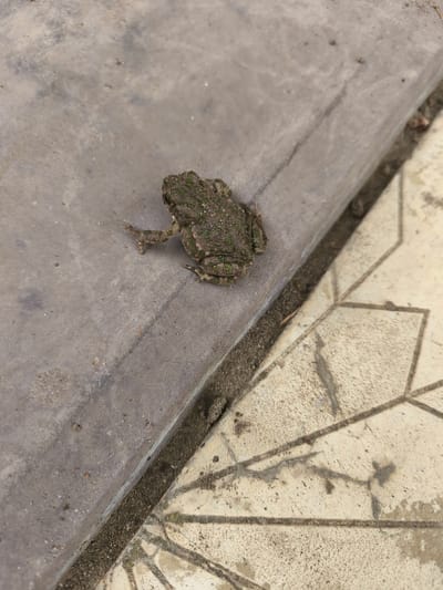 A medium shot, high-angle view captures a small, mottled brown and green toad resting on a textured gray concrete surface. The toad is positioned slightly to the left of the frame, facing towards the bottom left corner. Its skin appears rough and slightly bumpy, with patches of moss-like growth. Its limbs are splayed out, with its front left leg extended.

The concrete surface is textured with subtle variations in color and contains scattered small debris, such as grains of sand and tiny flecks of organic matter. A thin, dark line of dirt and debris runs along the right edge of the concrete, separating it from a lighter-colored tiled surface. This tiled surface exhibits a geometric pattern of light beige squares outlined by darker grout lines. The tiles appear somewhat weathered and stained, with streaks of what might be water or dirt.

The environment appears to be an outdoor urban setting. Given the location of Kollektivizator, Russia, it is plausible this scene is situated in an alleyway, a sidewalk edge, or a courtyard area. The lighting suggests daytime, with soft shadows indicating an overcast or diffused light source. There are no people or animals other than the toad visible in the frame. The overall impression is one of a mundane, everyday scene, focusing on the small amphibian in its seemingly natural, albeit urban, habitat.