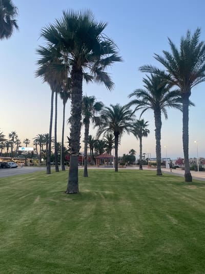 The image depicts a coastal area in Canet d'en Berenguer, Spain, likely during dusk. The foreground features a well-maintained, vibrant green lawn with several tall palm trees scattered across it. In the middle ground, a paved walkway runs parallel to a road where several cars are parked. Beyond the walkway, there are buildings that appear to be shops or restaurants, with some illuminated signage visible. Further in the background, more palm trees are visible, and the sky is a clear, pale blue, indicating the transition from day to night. There are a few indistinct figures walking on the walkway. The overall scene conveys a relaxed, leisurely atmosphere typical of a seaside resort town.