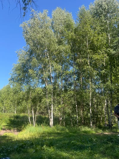A natural scene unfolds in Pyatkovo, Russia, under a clear blue sky. A dense cluster of tall birch trees dominates the frame, their white trunks stark against the vibrant green foliage. Sunlight filters through the leaves, casting dappled shadows on the lush, overgrown grass and undergrowth that carpets the ground. A narrow dirt path winds through the vegetation, disappearing into the trees on the left. The overall impression is one of a secluded, natural setting, possibly a park or a forest edge.