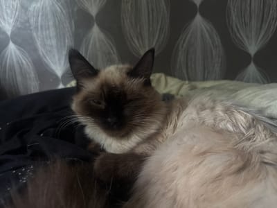 A fluffy cat with seal-point coloring and dark brown ears and face is lying on a dark blanket. The cat's eyes are partially closed, and it appears to be relaxed. The background consists of a wall with a subtle, light-colored patterned wallpaper. The lighting is dim, casting soft shadows. The image is a close-up shot, focusing on the cat's face and upper body. The scene does not depict any specific location within the city of Разведчик, Russia, or any identifying features of that city.