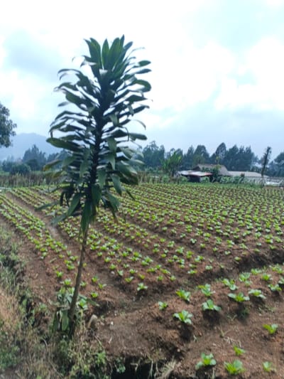 The image depicts an agricultural field under an overcast sky in Nam Sa Lat, Myanmar. In the foreground, slightly left of center, stands a single, tall, slender plant with dark green, elongated leaves arranged spirally along its upright stem. The plant's trunk is visible, rooted in reddish-brown soil. To the right and extending into the midground, a vast field of uniformly planted, young, green leafy crops is visible in neat, parallel rows across cultivated brown soil. In the background, a dense line of trees partially obscures distant, forested mountains. Further to the right, amidst more trees, several structures with red-brown roofs are discernible, suggesting dwellings or farm buildings. No people or animals are present. The overall environment is rural and agricultural, illuminated by diffuse daylight.