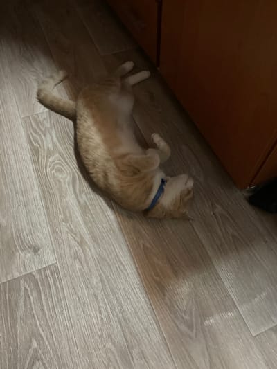An orange tabby cat with a blue collar is lying on its back on a light-colored wood-grain laminate floor. The cat is in the center of the frame, with its paws extended. To the right of the cat is a dark brown wooden cabinet. The scene appears to be indoors, in what could be a kitchen or living area. The lighting is dim, casting a shadow to the left of the cat. The image was taken in the city of Pokoinoe, Russia.