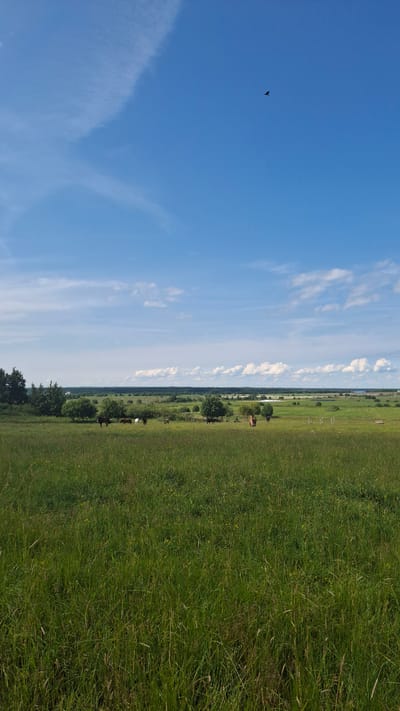 A vertical, medium shot captures a pastoral landscape under a bright blue sky with scattered white clouds. The foreground is dominated by a lush, green meadow with tall grass. In the middle ground, several horses are grazing in the field. Some trees are dotted across the landscape, and a distant treeline marks the horizon. A single bird is visible in flight against the vast expanse of the sky. The scene appears to be a rural area, possibly a pasture or farmland, with no human presence evident. The weather is sunny and clear, suggesting a pleasant day. The image does not provide specific geographical markers to identify it as being in Annino, Russia.