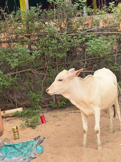 The image captures a light-colored bovine calf standing on a sandy surface, typical of a beach or coastal area in Gokarna, India. The calf is positioned in profile, facing left, occupying the central and right sections of the frame. In the lower-left, a portion of a human leg or foot is visible next to a teal-patterned fabric spread on the sand. Nearby, a gold-colored beverage can, partially identifiable as Budweiser, and a plastic water bottle of the Bisleri brand are present. A red Coca-Cola can is partially buried in the sand slightly behind the calf. The background consists of dense green-leafed shrubs and numerous bare branches forming a thicket or barrier. A light-colored wooden post is discernible within the upper-left section of the background vegetation, with a darker area visible behind it. The scene is illuminated by natural daylight.