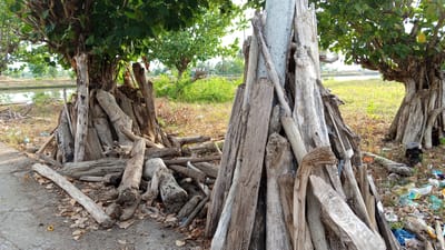 A sunlit outdoor scene depicts a pile of weathered, grey, and brown logs stacked against a weathered utility pole and the trunks of two mature trees. The logs vary in thickness and length, with some appearing split and others whole. Dried leaves and small twigs are scattered around the base of the logs. To the left, a paved path borders the woodpile. Beyond the logs and trees, a calm body of water reflects the sky. The background consists of dry, grassy terrain with scattered green bushes and more distant trees. A few plastic bags are visible amongst the debris on the right side of the image. The location is identified as Pasi ie Leubeue, Indonesia.