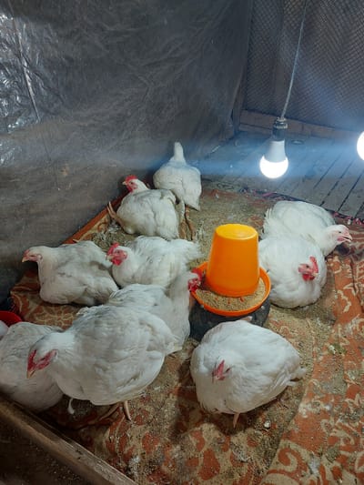 The image shows a group of broiler chickens inside a poorly lit enclosure. A pair of bare incandescent light bulbs provide illumination. The floor is partially covered with a patterned rug, soiled with chicken droppings and feathers. An orange plastic feeder containing feed sits amongst the chickens. The enclosure appears to be in a state of disrepair. The exact location within Pargos, Uzbekistan is not discernible from the visual data. No people are present.