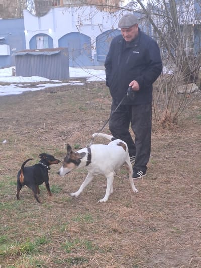 An outdoor scene in Yegoryevsk, Russia, depicts a male individual and two dogs in what appears to be an undeveloped lot or park area. The ground is covered with sparse, dry grass and dirt, with patches of melting snow visible on the left. Bare branches from trees or bushes are present throughout the midground.

In the center-right, a middle-aged male, wearing a grey flat cap, a black Columbia brand jacket, dark patterned trousers, and black Adidas sneakers, stands holding a black retractable dog leash in his right hand. His left hand is in his pocket, and he is looking down towards the dogs.

Two dogs are in the foreground, interacting. The dog on the right, attached to the leash held by the man, is a medium-sized white dog with brown and black markings on its head and a brown spot near its tail, wearing a dark collar. It is approaching a smaller, black and tan dog (resembling a Miniature Pinscher) wearing a studded dark collar. Both dogs are nose-to-nose, apparently sniffing each other as if in a greeting. The larger dog has its front right paw slightly raised, while the smaller dog's tail is curled upwards.

In the background, behind a small grey corrugated metal shed with a ridged roof, stands a light blue and white building featuring arched doorways and windows, with light fixtures visible on its facade.