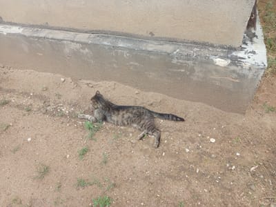 A tabby cat is lying on its side on sandy ground next to a weathered concrete structure. The cat, facing left, has its tail extended. The ground is a mix of sand, small pebbles, and sparse green vegetation. The concrete structure, which appears to be a wall or foundation, has a rough, textured surface and shows signs of age and wear, with some chipping and discoloration. The overall scene suggests an outdoor, possibly semi-urban or rural, environment. The location is identified as Кенжекөл, Kazakhstan.