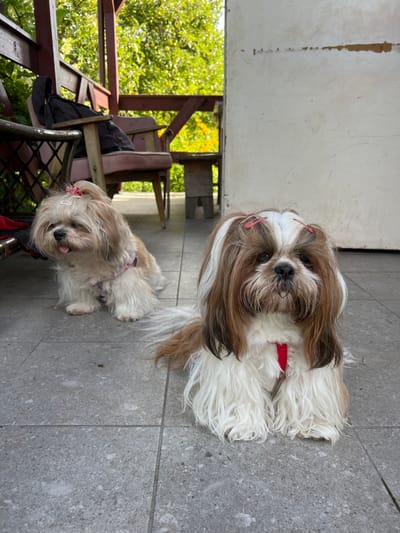 Two Shih Tzu dogs are sitting on a tiled patio in Fasty, Poland. The dog in the foreground is brown and white with pink barrettes in its hair and a red collar. The dog in the background is lighter in color, also with a pink barrette, and appears to be wearing a pink harness. Behind the dogs, there is a wooden porch with chairs and lush green trees visible in the background.