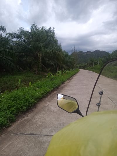 The image, taken from the perspective of someone on a motorcycle, shows a road stretching into the distance. The road is gray concrete, bordered by lush green vegetation on the left. Palm trees dominate the left side of the road, creating a dense, tropical feel. A few distant mountains are visible on the horizon under a cloudy sky. The motorcycle’s side mirror is visible in the foreground on the left. The motorcycle and its windshield are partially in the bottom of the frame. The location is Pak Phraek, Thailand.