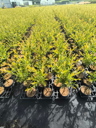 The image shows a commercial nursery in Boskoop, Netherlands, specializing in the cultivation of young trees and shrubs. Rows of potted plants, predominantly with green and yellow foliage, are neatly arranged on black plastic trays. The nursery appears to be outdoors, under natural sunlight, casting shadows on the dark ground cover. In the background, several large greenhouse structures are visible, suggesting the scale of the operation. The overall scene depicts an organized and established horticultural business focused on plant production.