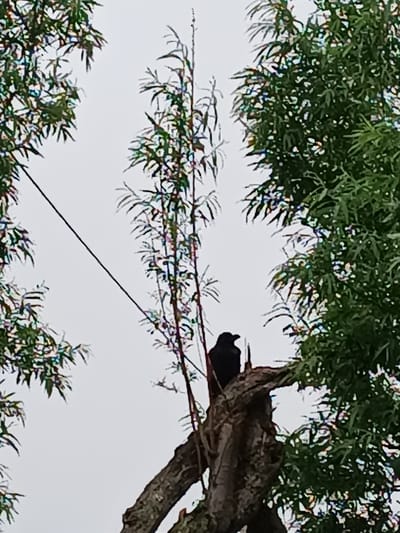 The image shows a crow perched on a broken tree stump, silhouetted against a bright, overcast sky. The crow is facing left, with its beak slightly open. Lush green foliage from surrounding trees frames the scene, with one tree branch prominently jutting into the lower right corner. A thin, dark wire runs diagonally from the upper left to the middle of the image. The image appears to have been taken in Krasnopol’ye, Russia, suggesting an outdoor, natural setting.