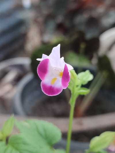 A close-up, vertical shot focuses on a single, partially bloomed flower with white and deep pink petals. The flower is positioned slightly to the left of the center, with its delicate structure captured in sharp detail. The petals exhibit a gradient from pale pink at the top to a vibrant magenta towards the bottom, with a small, bright yellow stamen visible in the center. The background is softly blurred, suggesting an outdoor environment, possibly a garden or park. Hints of green foliage are visible at the bottom of the frame, and the blurred shapes of pots and other plants can be discerned in the upper portion of the image. The overall lighting is soft, highlighting the texture and color of the flower. This image was taken in Blang Cut, Indonesia.