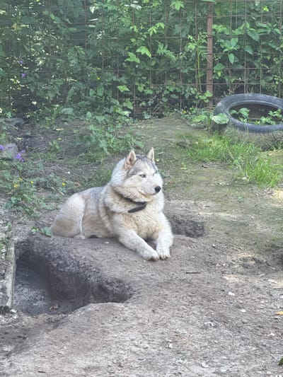 A husky dog with light fur and blue eyes is lying down on a mound of dirt. The dog is wearing a black collar. In the background, there is a chain-link fence covered in green foliage. A discarded tire is visible on the right side of the image. The ground is a mixture of dirt and patches of grass. Several small purple and yellow flowers are scattered around the area. There is a large, excavated hole in the dirt in front of the dog. The scene appears to be an outdoor enclosure.