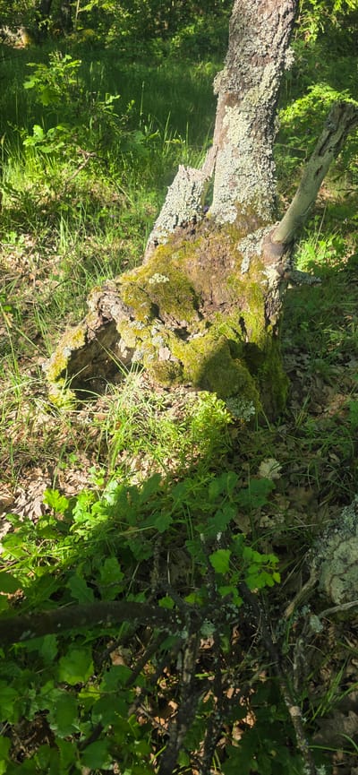 The image shows a moss-covered fallen tree trunk in a forest environment. The trunk has a hollow section and is partially covered in lichen. Surrounding the trunk are various plants, including grass and leafy vegetation. The scene is bathed in sunlight. The location is Prilep, Bulgaria.