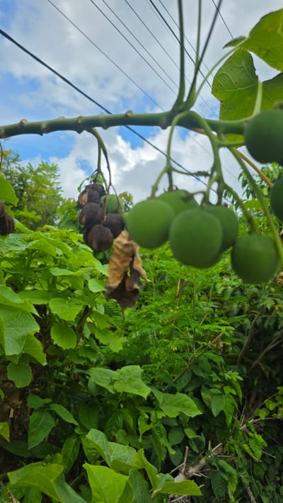 The image shows a close-up view of a plant with clusters of green, spherical fruits and some brown, dried fruits. The plant is in a natural setting with other green vegetation visible in the background. Electrical wires can be seen against a backdrop of blue sky with clouds. The location is Pante Aree, Indonesia. No people are visible. The fruits are attached to thin, green branches stemming from a thicker, segmented stem. The plant appears to be growing outdoors.