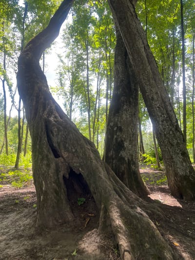 The image depicts a forest scene in Zhaludok, Belarus. The foreground is dominated by the gnarled, exposed roots and trunks of several large trees. The largest tree on the left has a significant hollow or cavity in its trunk, with a small green sprout growing inside. Its trunk curves dramatically upwards and out of frame. To the right, two other large tree trunks are positioned close together, appearing to lean on each other. The ground is covered in dark soil, with scattered leaves and patches of green vegetation. The background reveals a dense forest with numerous tall, slender trees and a bright sky visible through the canopy. Sunlight filters through the leaves, creating dappled light and shadows on the forest floor. The overall impression is one of ancient, natural growth.