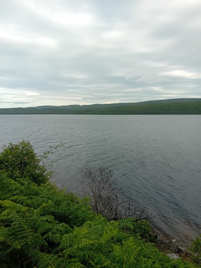 The image depicts a natural landscape scene at the city of Dores, United Kingdom. A large body of water, likely a lake or sea, dominates the right half of the frame, with visible ripples on its surface. The left side of the image features lush green ferns and other vegetation growing on an elevated bank overlooking the water. In the background, rolling hills covered in dense green forest stretch across the horizon. The sky is overcast with scattered clouds. The overall impression is one of a serene, natural environment.