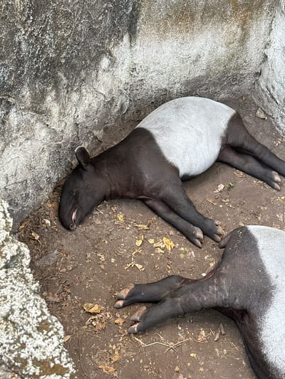 A high-angle shot shows two sleeping Malayan tapirs in their enclosure at the Khao Kheow Open Zoo in Bang Phra Subdistrict, Thailand. One tapir lies near a gray, rocky surface. Its legs are black, while its midsection is gray and white. The second tapir is partially visible. The ground is brown soil covered with dry leaves.