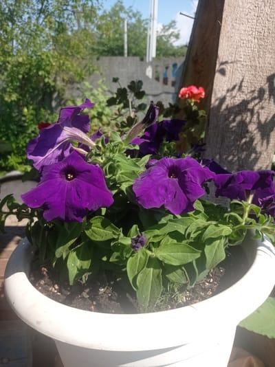 The image displays a close-up of vibrant purple petunias blooming in a white planter. The planter is positioned outdoors, likely in a garden or on a patio, with hints of a wooden fence or structure to the right and lush green foliage in the background. A single bright red flower is visible in the upper background, contrasting with the dominant purple blooms. The scene is bathed in sunlight, suggesting it is daytime, and the clear sky indicates pleasant weather. Shadows are cast on the wooden surface, further emphasizing the sunny conditions. The focus is on the rich color and delicate structure of the petunias, with their velvety petals and dark centers. The overall impression is one of natural beauty and a tranquil outdoor setting. The location context provided is Дукорскі сельскі Савет, Belarus. There is no visible text in the image.