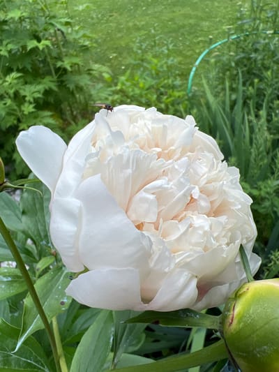 A single, large, creamy white peony flower is in full bloom, facing slightly to the left of the frame. A small, dark fly with reddish eyes is perched on the topmost petal of the peony. The flower is surrounded by lush, green foliage. In the lower right corner of the image, a green peony bud is visible. The background consists of out-of-focus green plants and what appears to be a curved green garden hose. The overall setting suggests a garden in a naturalistic outdoor environment. The image is shot from a medium close-up perspective.