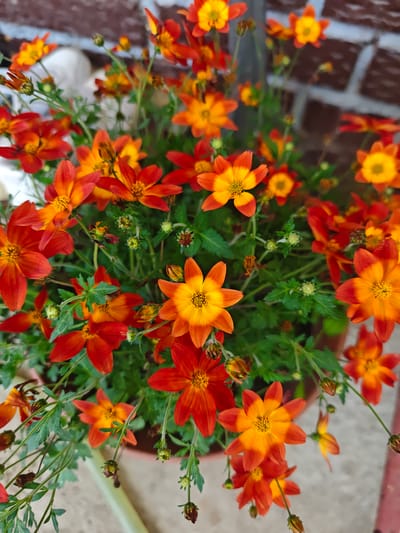A close-up, overhead shot captures a cluster of Bidens ferulifolia 'Golden Eye' flowers with their distinctive star-shaped petals, transitioning from bright orange at the tips to a deep yellow at the center. The flowers are interspersed with lush green foliage and small, developing buds. The background is softly blurred, showing hints of a reddish-brown brick wall and a light-colored surface that appears to be concrete or stone. The image composition focuses on the vibrant colors and delicate structure of the flowers, with no visible people or animals. The scene is likely from a garden or patio setting, potentially in the city of Kozhlassola, Russia, given the context.