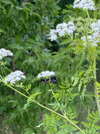 The image shows two butterflies with black wings, white spots, and orange and yellow stripes on their bodies, resting on clusters of small white flowers. The flowers are part of a plant with green leaves and stems, and they are growing in an outdoor environment with a background of lush green foliage. The scene is captured in a medium shot, with the butterflies and flowers in sharp focus and the background softly blurred. The overall impression is one of natural beauty and tranquility. There is no indication of the city of Grigoriopol, Moldova in the image.
