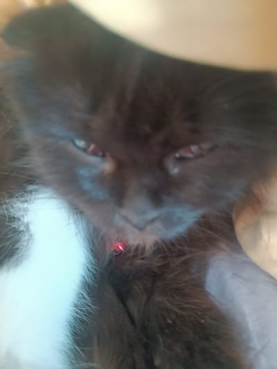 The image is a close-up, blurry photograph of a black and white cat. The cat has its eyes open and appears to be looking downwards. It is wearing a red collar. The background is out of focus and appears to be indoors. The image does not provide any information about the location of Hlobyne, Ukraine.